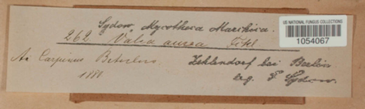 Wuestneia chrysostroma image